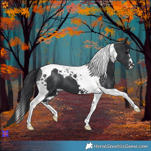 Horse Color:Black Tobiano 