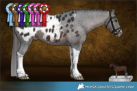 Horse Color:Brown Tobiano Appaloosa 