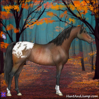 Horse Color:Bay Appaloosa Rabicano 