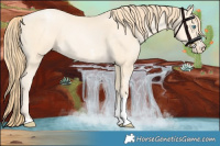 Horse Color:Buckskin Pearl Sabino 