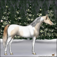 Horse Color:Red Dun Pearl Tobiano Rabicano 