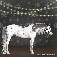 Horse Color:Platinum Brown Sabino Rabicano and Platinum Brown Sabino Rabicano