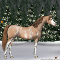 Horse Color:White Spotted Bay Pearl Sabino 