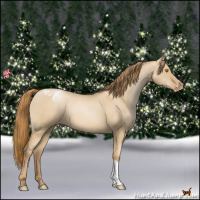 Horse Color:Red Dun Pearl Appaloosa 