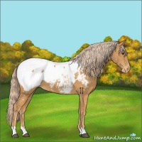 Horse Color:Palomino Appaloosa 