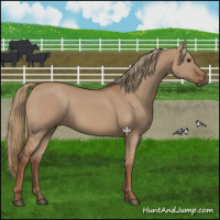 Horse Color:Red Dun 