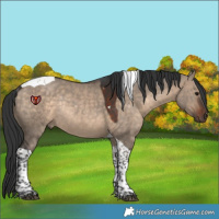 Horse Color:Brown Dun Tobiano Rabicano 