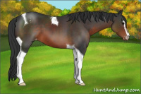 Horse Color:Brown Sabino Tobiano Appaloosa 