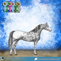 Horse Color:Black Appaloosa Rabicano