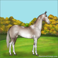 Horse Color:Gray Silver Black Pearl Sabino Tobiano Frame Rabicano 