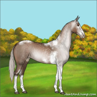 Horse Color:Gray Silver Black Pearl Sabino Tobiano Frame Rabicano 