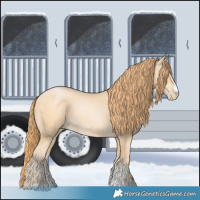 Horse Color:Buckskin Pearl Sabino 