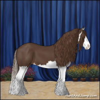 Horse Color:Liver Chestnut Splash 
