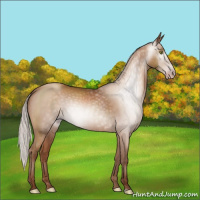 Horse Color:Gray Silver Classic Champagne Sabino Rabicano 