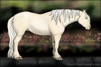 Horse Color:Palomino Pearl Sabino 