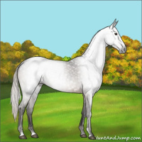 Horse Color:Gray Silver Brown Sabino Rabicano 