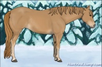Horse Color:Chestnut Rabicano 