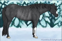 Horse Color:Black Rabicano 