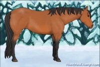 Horse Color:Bay Rabicano 