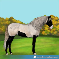 Horse Color:Buckskin Splash Appaloosa 
