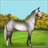 Horse Color:Gray Silver Brown Sabino Rabicano 