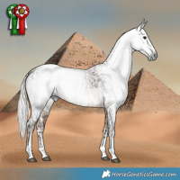 Horse Color:Gray Silver Brown Sabino Rabicano  and Gray Silver Buckskin Pearl Sabino Rabicano 