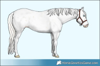 Horse Color:Cremello Sabino 