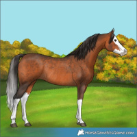 Horse Color:Bay Splash Rabicano 