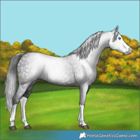 Horse Color:Gray Smoky Black Splash 