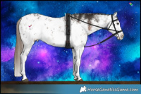 Horse Color:White Spotted Liver Chestnut Sabino 