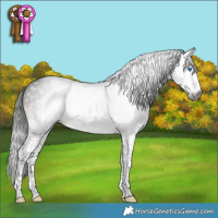 Horse Color:Gray Brown Splash Tobiano Rabicano 