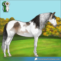 Horse Color:Gray Brown Dun Splash Tobiano Rabicano