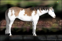 Horse Color:Buckskin Splash Rabicano