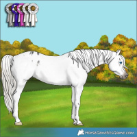 Horse Color:Gray Silver Smoky Black Splash Tobiano Appaloosa 