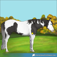 Horse Color:Smoky Black Splash Tobiano 