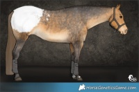 Horse Color:Buckskin Appaloosa 