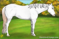 Horse Color:Amber Champagne Pearl Dun Appaloosa Rabicano 