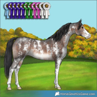 Horse Color:Brown Mushroom Sabino