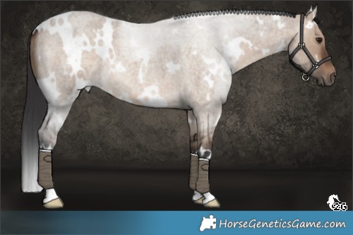 Horse Color:White Spotted Brown Roan Dun 