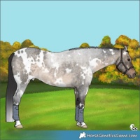 Horse Color:White Spotted Brown Roan Dun 