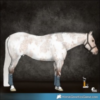 Horse Color:White Spotted Silver Brown Roan Dun 