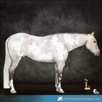 Horse Color:White Spotted Silver Brown Roan Dun 