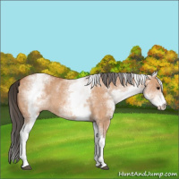 Horse Color:White Spotted Bay Dun Rabicano  and White Spotted Bay Dun Rabicano 