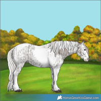 Horse Color:Silver Blue Roan Splash Tobiano  and Silver Blue Roan Splash Tobiano 