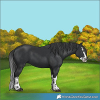 Horse Color:Black  and Black Splash 
