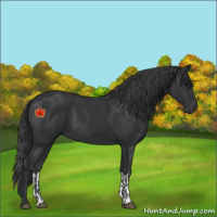 Horse Color:Black  and Black 