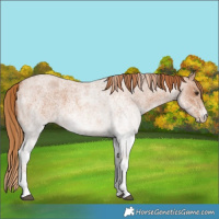 Horse Color:White Spotted Red Roan 