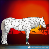Horse Color:Grullo Appaloosa 
