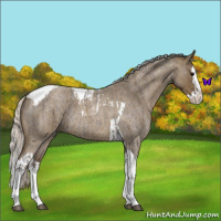 Horse Color:Silver Blue Roan Splash Tobiano  and Silver Smoky Blue Roan Splash Tobiano 