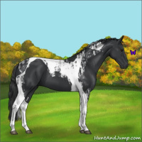 Horse Color:Black Tobiano and Black Tobiano